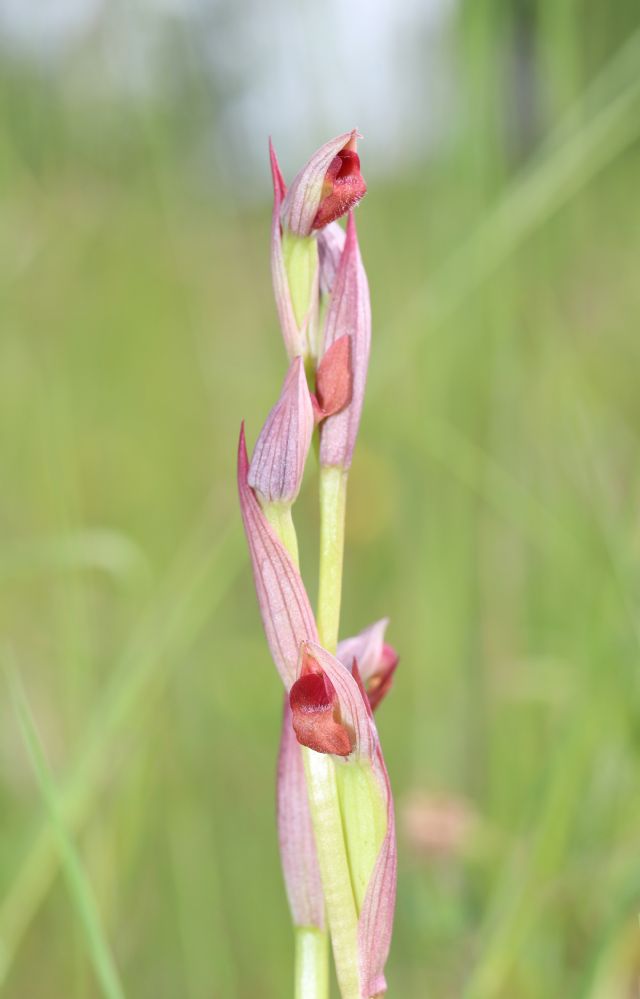 Serapias parviflora e ibridi (Mugello)